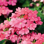 Verbena Vepita® ‘Pink’ Plug Plants – Trailing Summer Colour x9 - FREE P&P