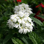 Verbena Vepita® ‘Polar’ Plug Plants – 5 Pack - 3cm Plug Plant - FREE P&P