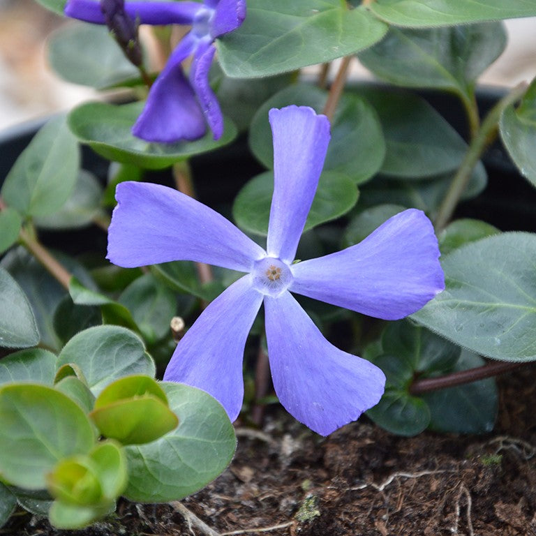 Vinca Minor 'Blue Waves'- Pack of 5 - Jumbo Plug Plants - FREE Delivery