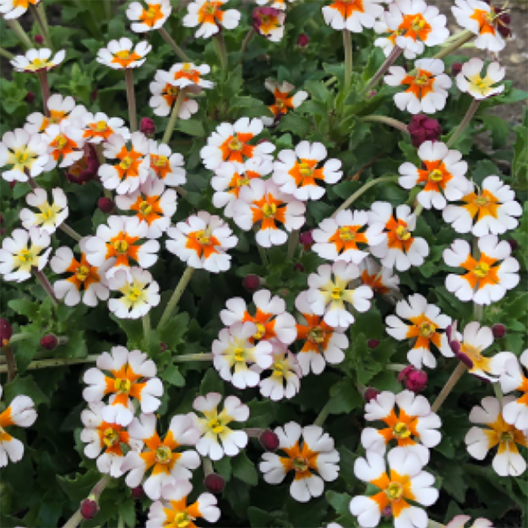 Night Scented Phlox 'Zaluzianskya' 'Orange Eye' 5 x 7cm Plants For Sale