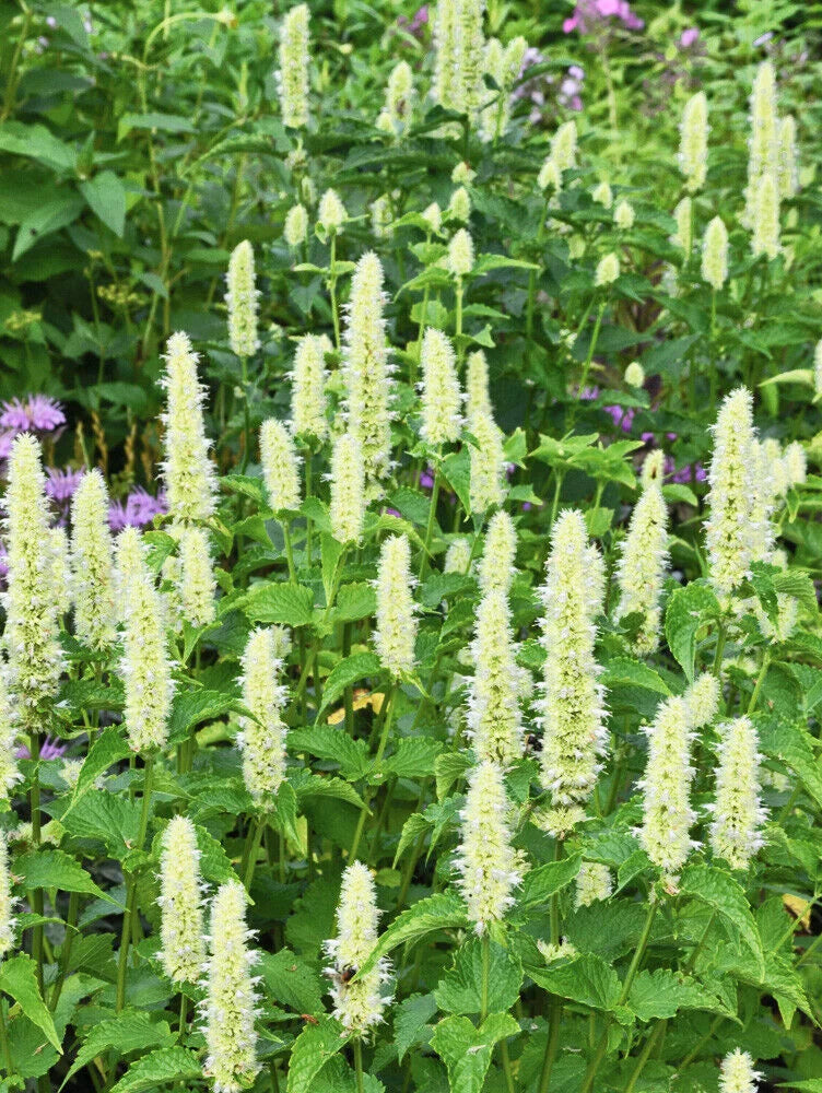 Agastache ‘Liquorice White' 3 Pack - 7cm Plants For Sale