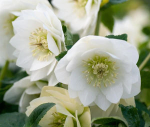 Hellebore Double White Perennials x 3 Pack - 7cm Plants For Sale FREE P&P