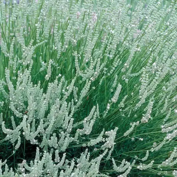 edelweiss lavender plants for sale Lavender 'Edelweiss' Plants For Sale Jumbo Plug – Dartana Plants