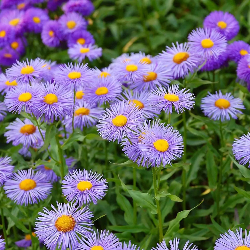 ERIGERON 'Azure Fairy' x 3 Pack - 7cm Plants For Sale