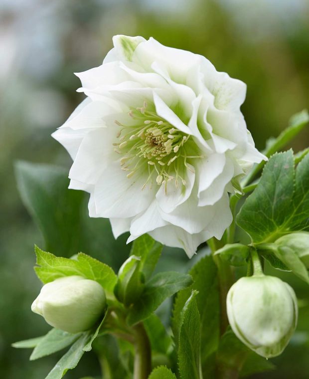 Hellebore 'Double White' x 5 Pack - 5cm Plug Plants For Sale