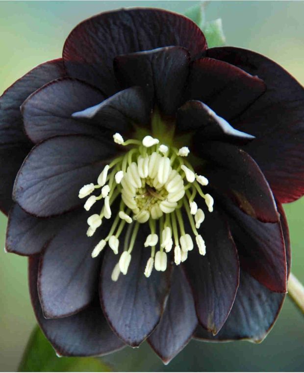 Hellebore 'Double Midnight Black' x 5 Pack - 5cm JUMBO Plug Plants For Sale