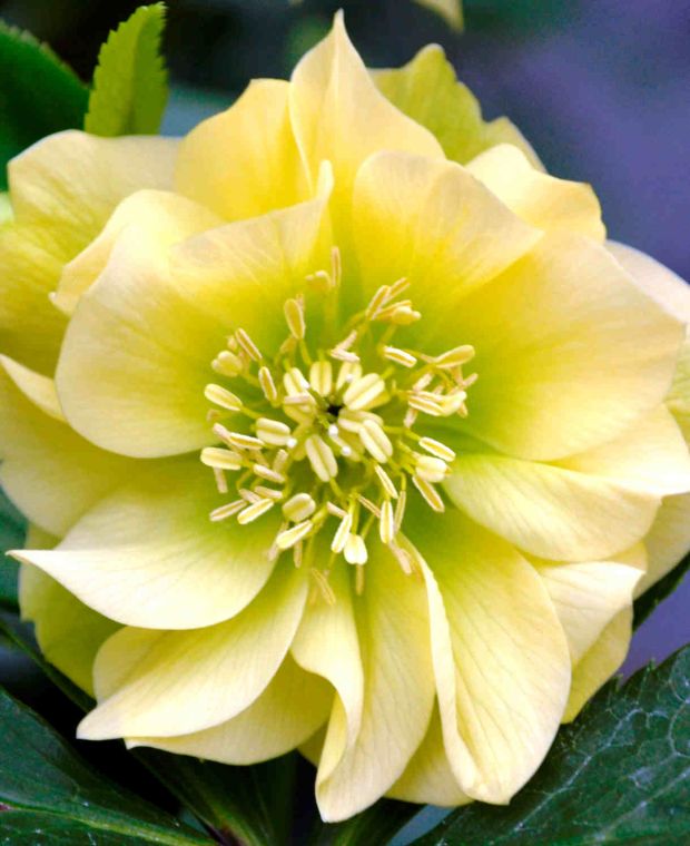 Hellebore 'Double Yellow' x 3 Pack - 7cm Plants For Sale