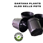 Campanula ‘muralis’ Plug Plants x9 – Cascading Mauve Blooms – FREE P&P