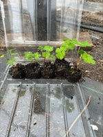 Geranium 'Pink Penny' x 3 Pack - 7cm Plants For Sale