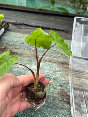 Colocasia 'White Lava' x 5 Pack - 5/5cm JUMBO Plug Plants For Sale