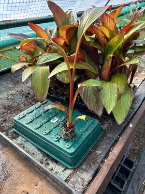 Ensete ventricosum 'Maurelii' x 3 Pack - 5cm JUMBO Plug Plants For Sale