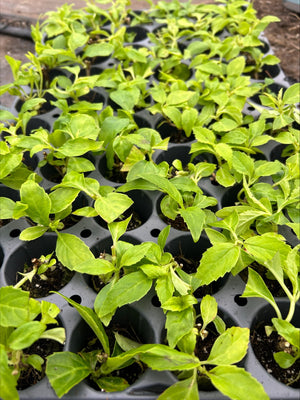 Hydrangea 'Tovelit' x 5 Pack - 5cm JUMBO Plug Plants For Sale