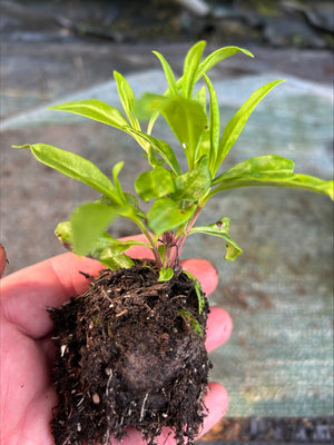 Penstemon 'Blackbird' 5 Pack - 5/5cm JUMBO Plug Plants For Sale