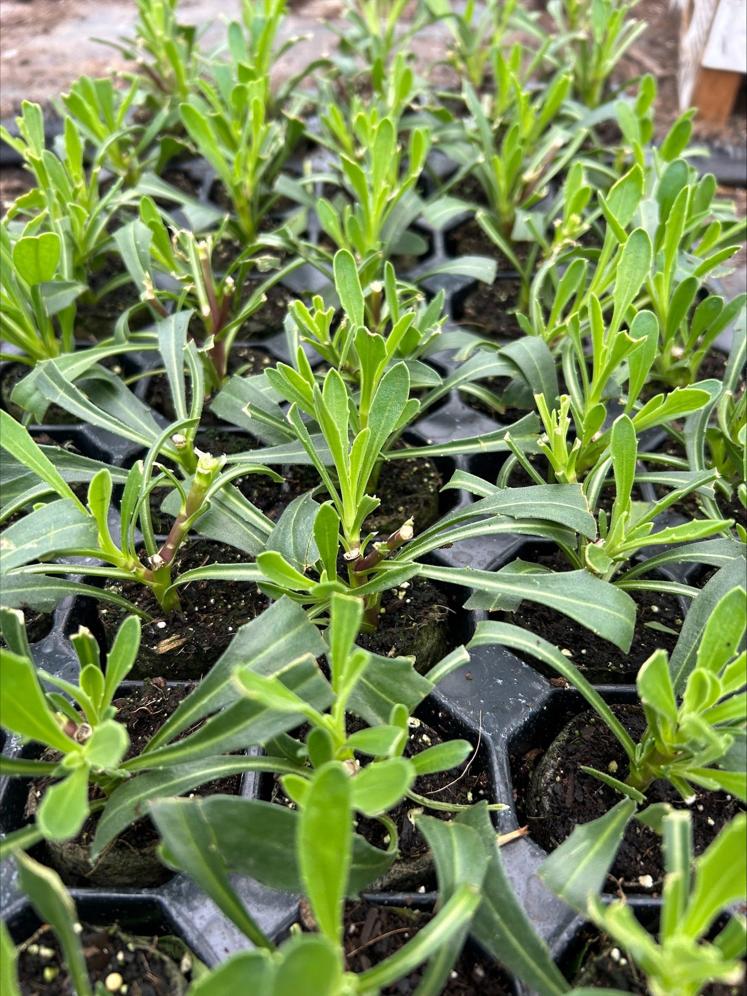 Osteospermum 'Jucundum Compactum' x 5 Pack - 5/5cm JUMBO Plug Plants For Sale