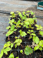 RODGERSIA aesculifolia - x 5 Pack - 5cm JUMBO Plug Plants For Sale