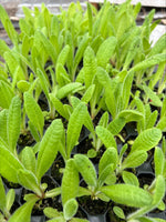 Primula Vialii 'Red Hot Poker' x 8 Pack - 3cm Plug Plants For Sale