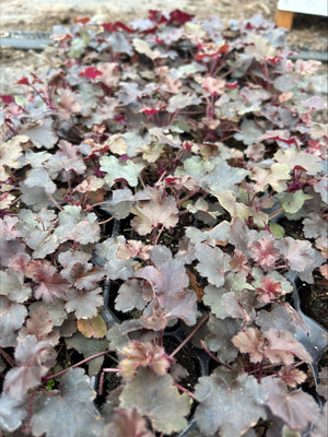 Heuchera 'Black Pearl' x 3 Pack - 7cm Plants For Sale