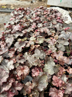 Heuchera 'Blackberry Jam' x 5 Pack - 5/5cm JUMBO Plug Plants For Sale