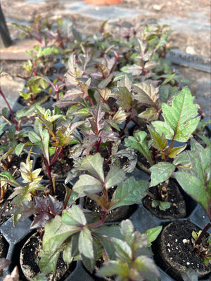 Dahlia 'Bishop of Oxford' x 5 Pack - 5/5cm JUMBO Plug Plants For Sale