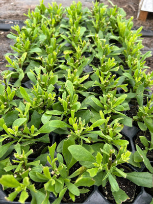 Osteospermum 'Tresco Purple’ x 5 Pack - 5/5cm JUMBO Plug Plants For Sale
