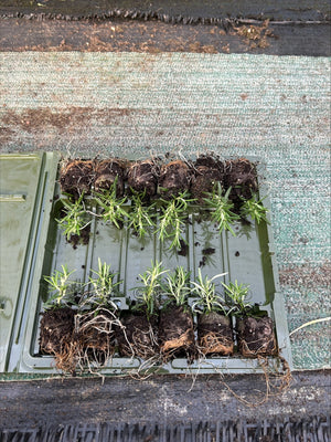 Rosemary officinalis 'Prostratus' x 10 Pack - 3cm Plug Plants For Sale