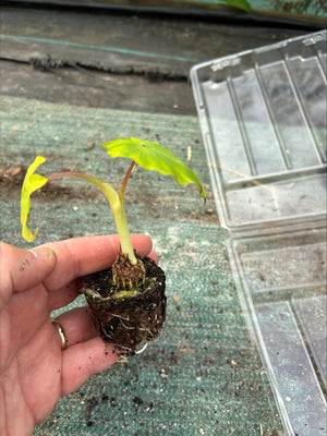 Colocasia 'Maui Gold' x 5 Pack - 5/5cm JUMBO Plug Plants For Sale