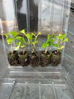 HYDRANGEA Mariesii Perfecta x 5 Pack - 5cm JUMBO Plug Plants For Sale