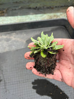 Primula 'Capitata' x 5 Pack - 5/5cm JUMBO Plug Plants For Sale