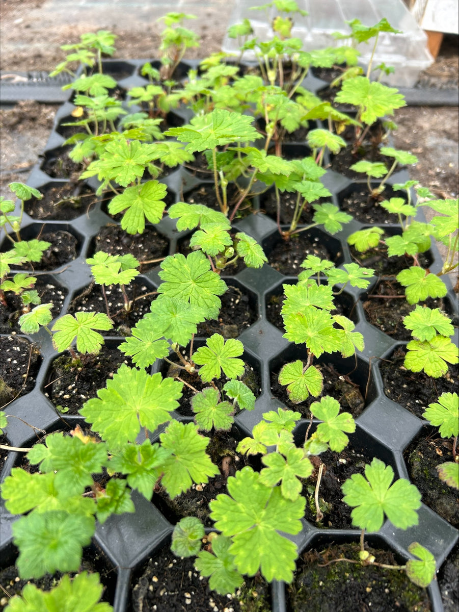 Geranium 'Pink Penny' x 5 Pack - 5/5cm JUMBO Plug Plants For Sale ...