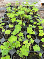 Geranium 'Pink Penny' x 3 Pack - 7cm Plants For Sale