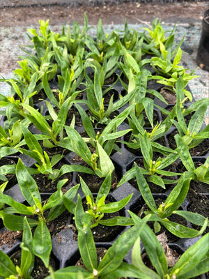 Penstemon 'Amelia Jane' x 3 Pack - 7cm Plants For Sale