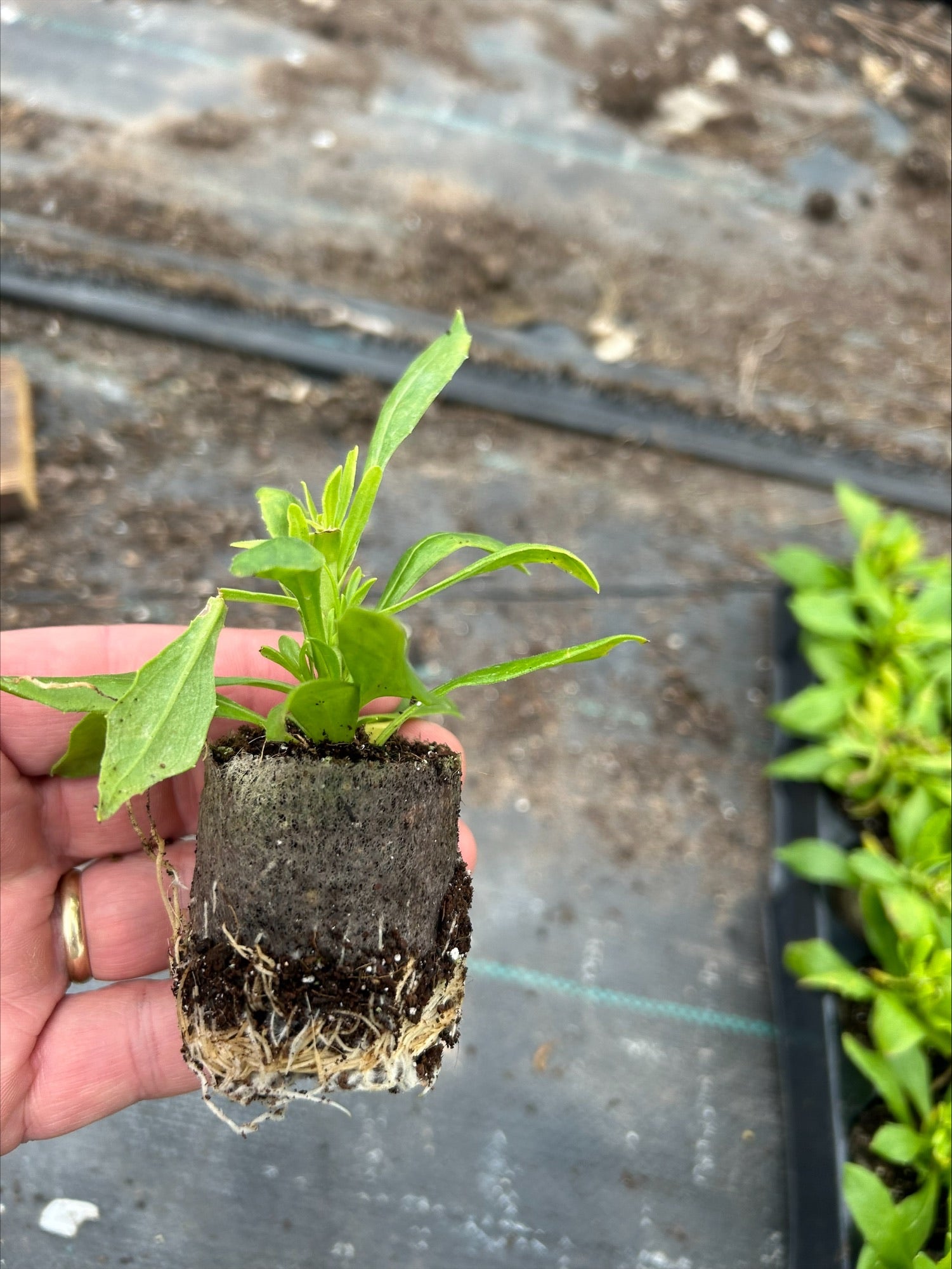 Osteospermum 'Sennen Sunrise’ x 5 Pack - 5/5cm JUMBO Plug Plants For Sale
