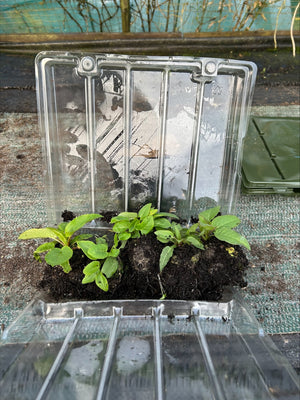 Campanula Glomerata 'Superba’ x 5 Pack - 5/5cm JUMBO Plug Plants For Sale