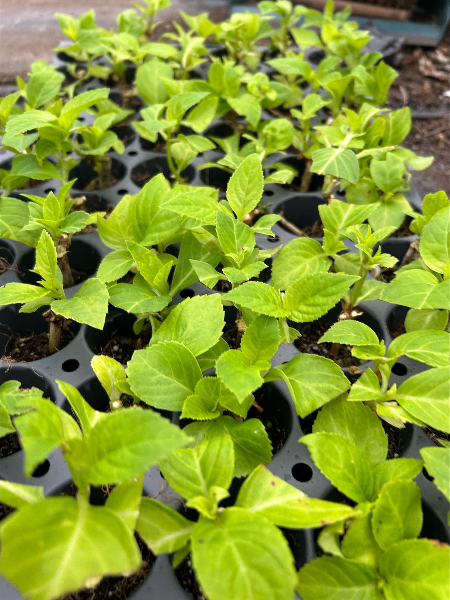 Hydrangea 'Blaumeise' x 5 Pack - 5cm JUMBO Plug Plants For Sale