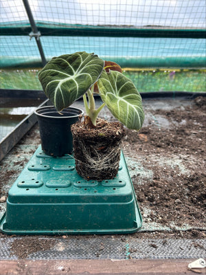 Alocasia 'Black Velvet' x 1 Pack - 11cm Potted Plant For Sale