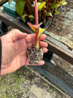 Ensete ventricosum 'Maurelii' x 3 Pack - 5cm JUMBO Plug Plants For Sale