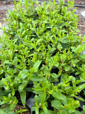 Penstemon 'Sour Grapes' x 5 Pack - 5/5cm JUMBO Plug Plants For Sale