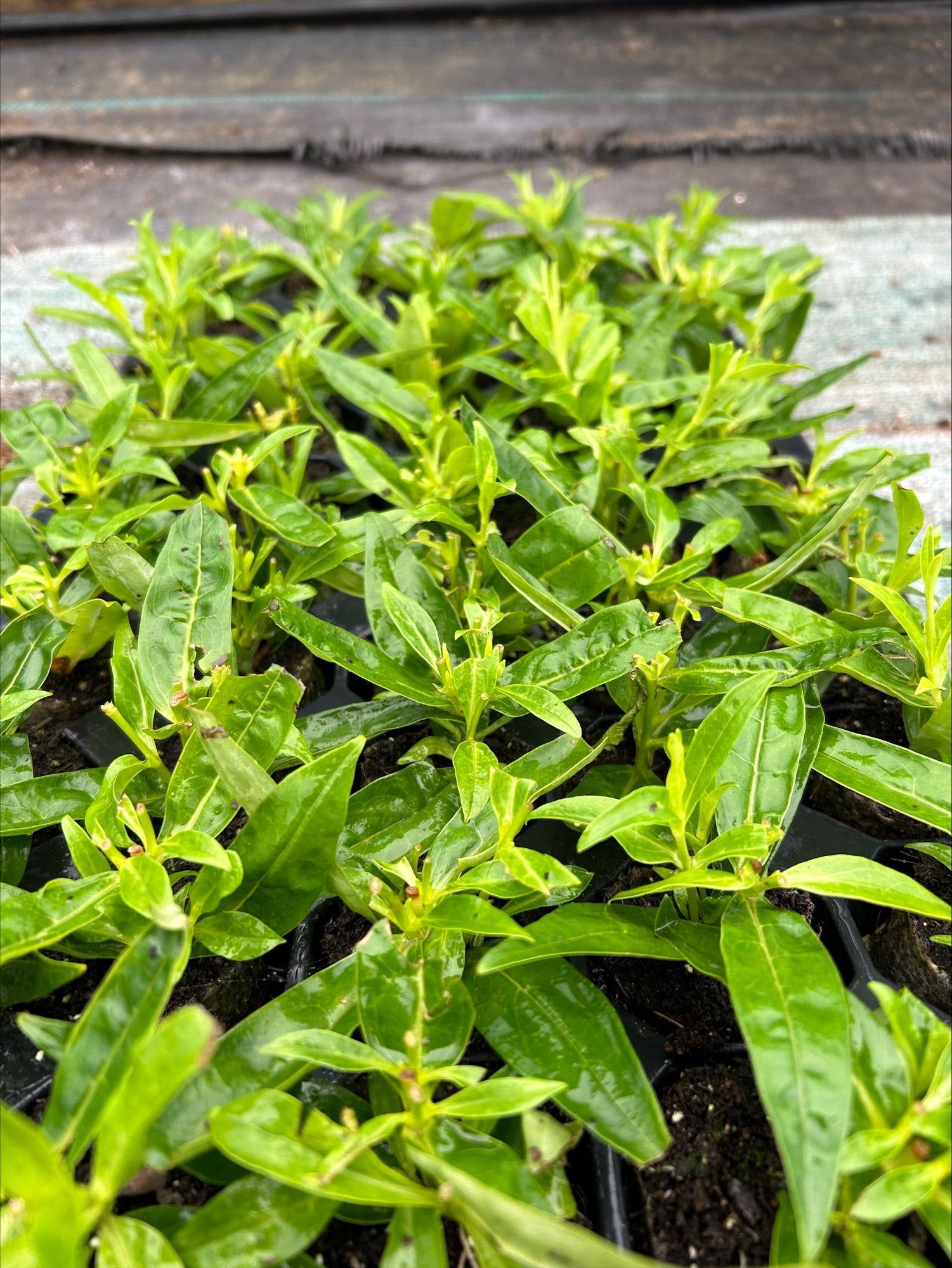 Penstemon 'Snowstorm' x 5 Pack - 5/5cm JUMBO Plug Plants For Sale