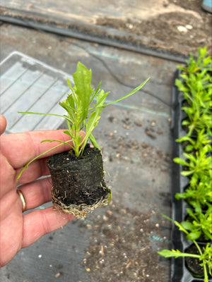 Osteospermum SummerSmile™ 'Orange' x 5 Pack - 5/5cm JUMBO Plug Plants For Sale