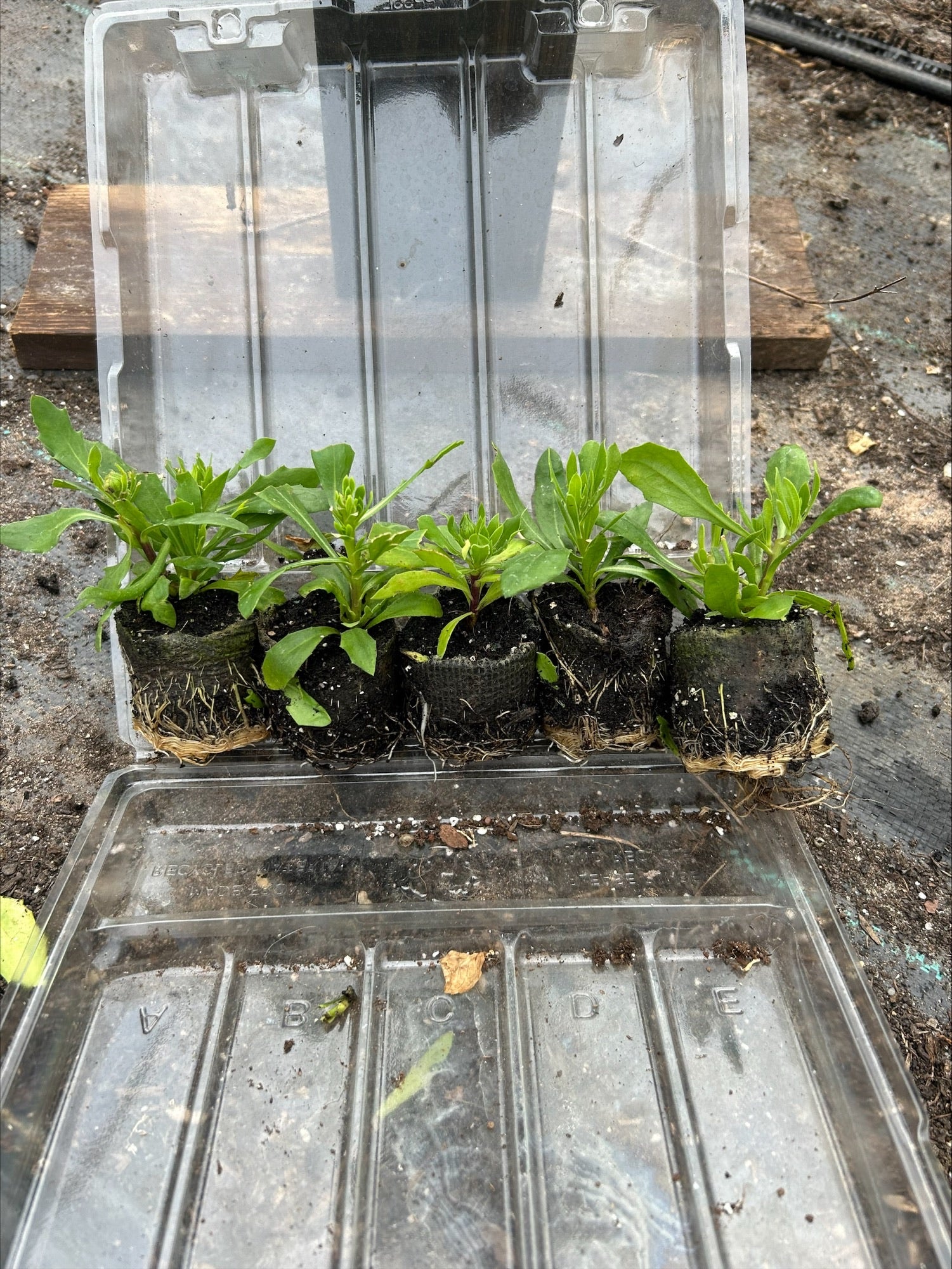 Osteospermum SummerSmile™ 'Soft Violet' x 5 Pack - 5/5cm JUMBO Plug Plants For Sale