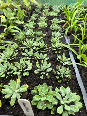 Primula 'Capitata' x 5 Pack - 5/5cm JUMBO Plug Plants For Sale