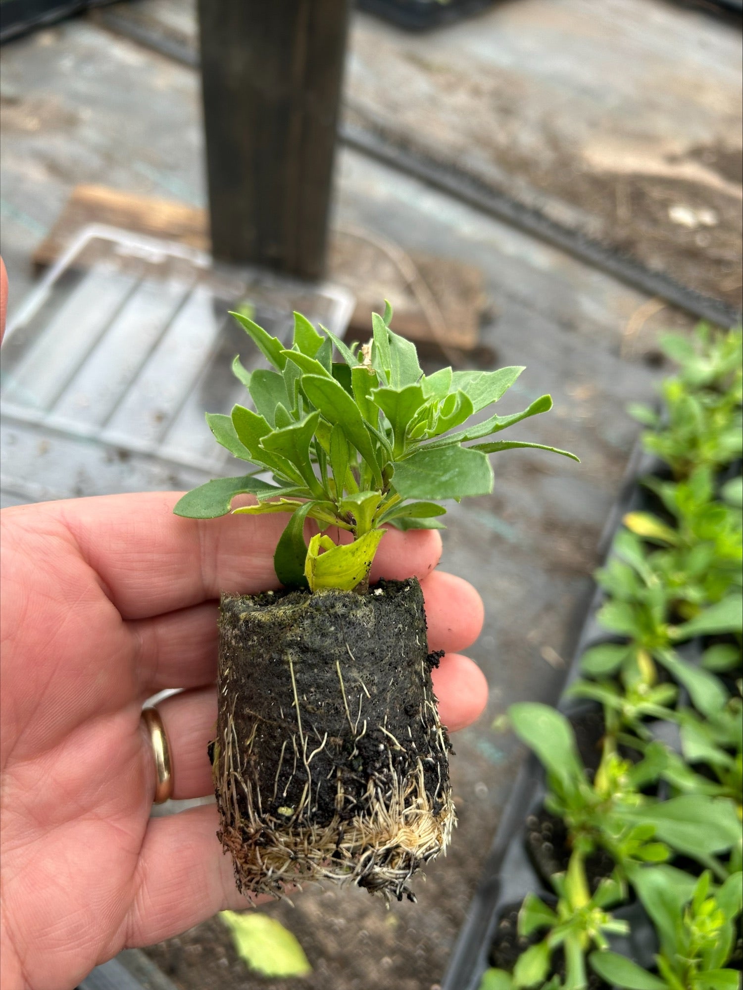 Osteospermum SummerSmile™ 'Yellow Punch' x 3 Pack - 7cm Plants For Sale