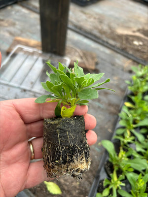 Osteospermum SummerSmile™ 'Yellow Punch' x 5 Pack - 5/5cm JUMBO Plug Plants For Sale