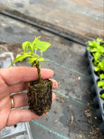 Hydrangea 'Tovelit' x 5 Pack - 5cm JUMBO Plug Plants For Sale