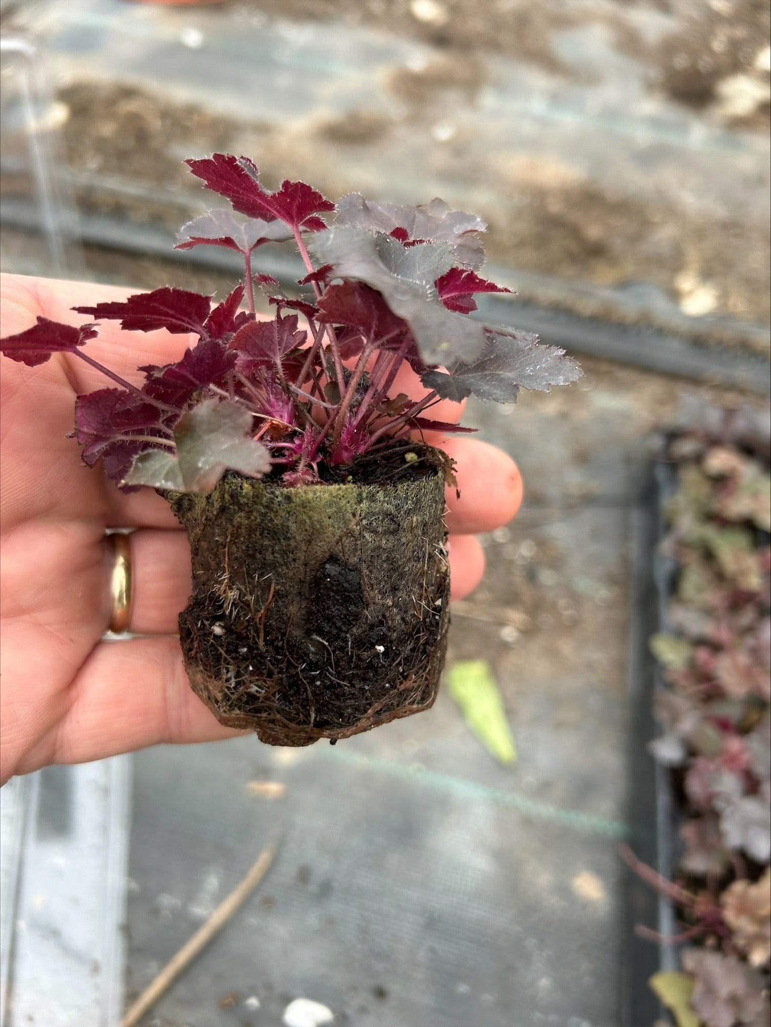 Heuchera 'Black Pearl' x 3 Pack - 7cm Plants For Sale