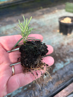 Rosemary 'Miss Jessopp’s Upright' x 12 Pack - 3cm Plug Plants For Sale