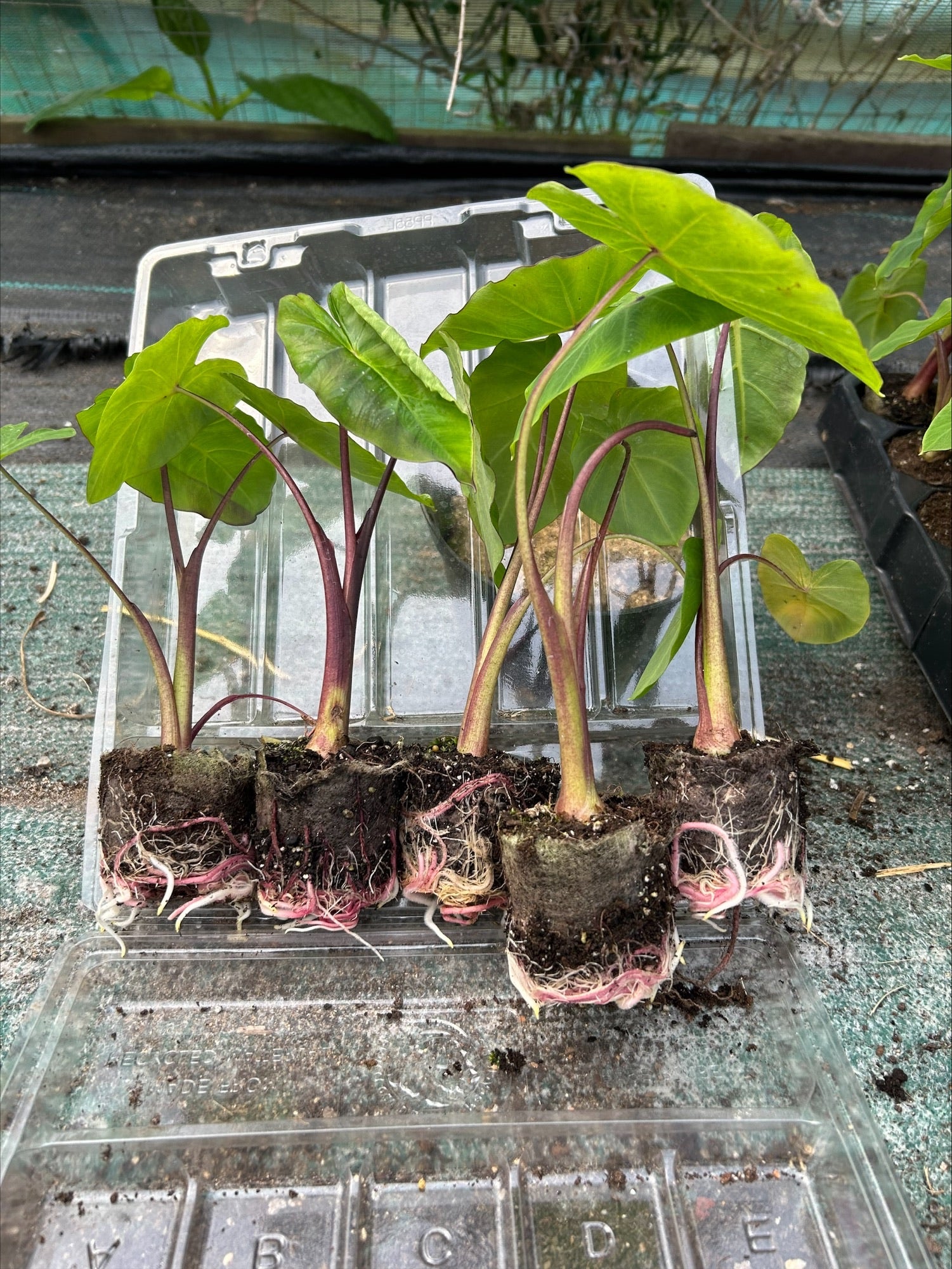 Colocasia 'White Lava' x 5 Pack - 5/5cm JUMBO Plug Plants For Sale