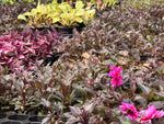 Osteospermum SummerSmile™ 'Crème' x 3 Pack - 5cm Plants For Sale