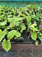 Colocasia 'Blue Hawaii' x 3 Pack - 7cm Plants For Sale