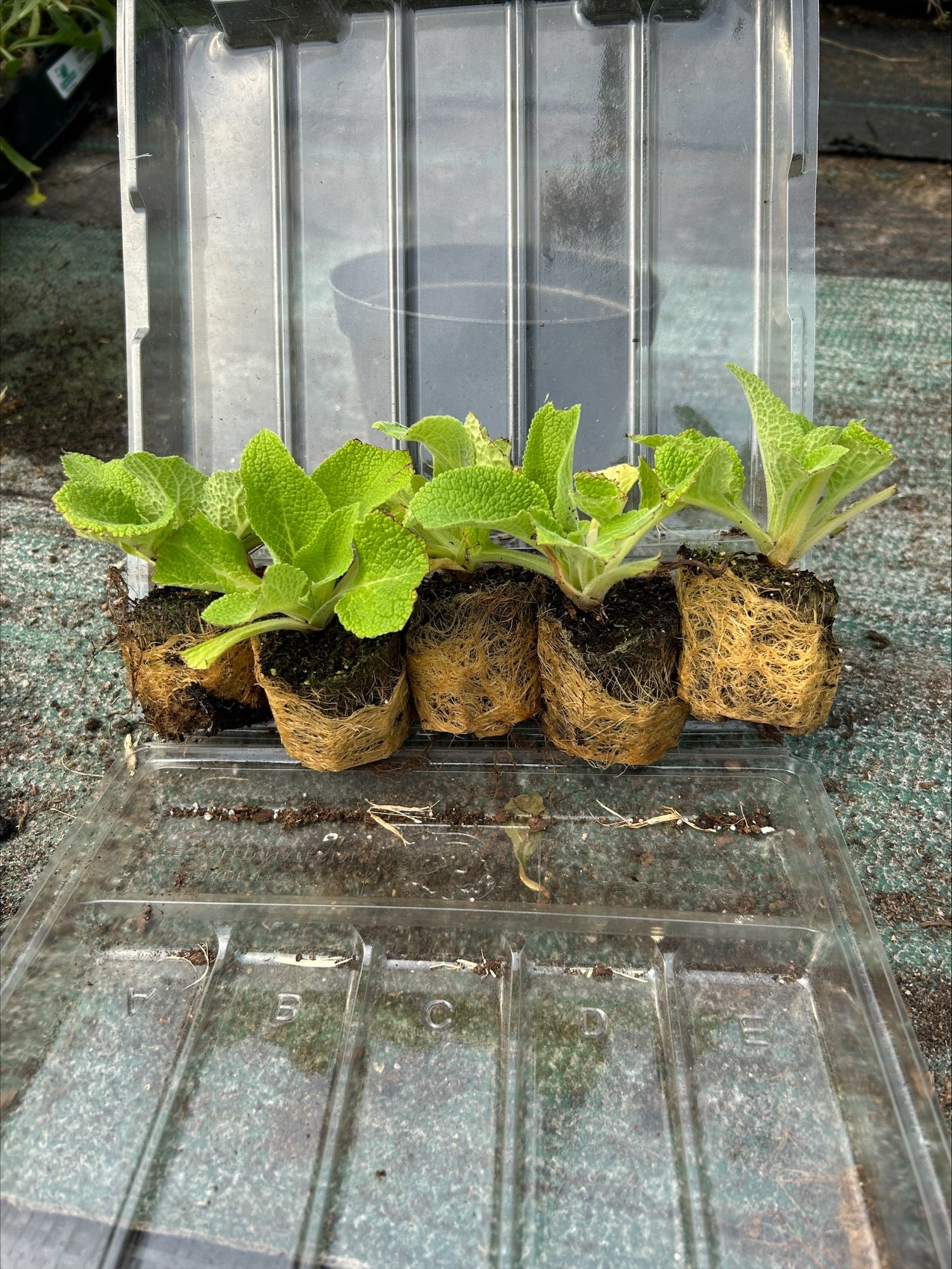 Foxglove 'Snow Thimble' - Pack of 5 - 5/5cm JUMBO Plug Plants For Sale